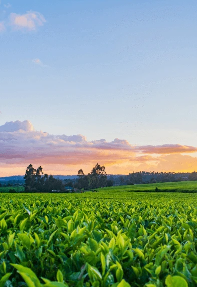 Smart Line Agro - Agro