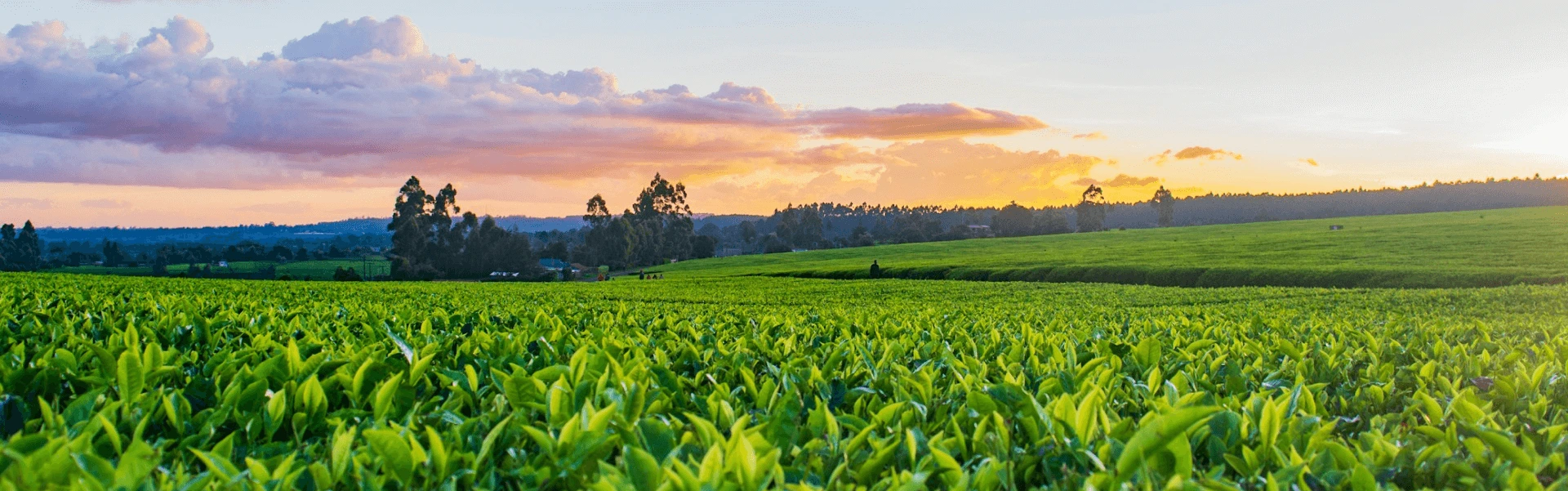 Smart Line Agro - Agro